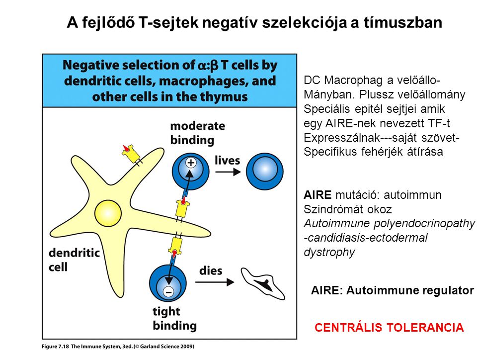 A fejlődő T-sejtek negatív szelekciója a tímuszban DC Macrophag a velőállo- Mányban.