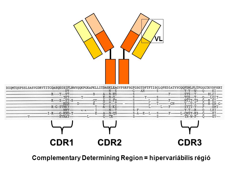 CDR1CDR2CDR3 VL Complementary Determining Region = hipervariábilis régió