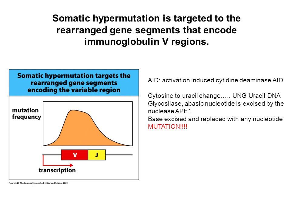 Somatic hypermutation is targeted to the rearranged gene segments that encode immunoglobulin V regions.