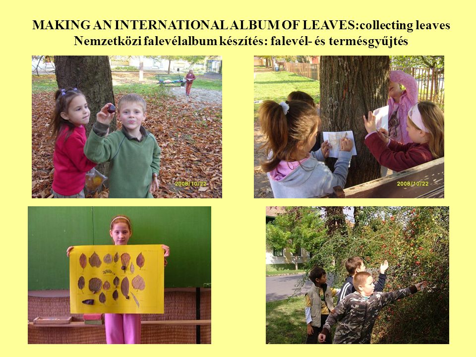 MAKING AN INTERNATIONAL ALBUM OF LEAVES:collecting leaves Nemzetközi falevélalbum készítés: falevél- és termésgyűjtés