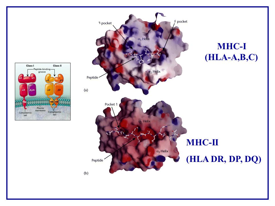 MHC-I (HLA-A,B,C) MHC-II (HLA DR, DP, DQ)