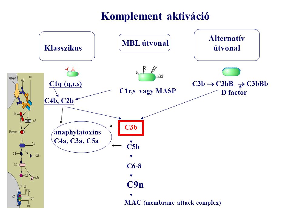 Klasszikus MBL útvonal Alternatív útvonal C1q (q,r,s) C4b, C2b C1r,s vagy MASP C3b C5b Komplement aktiváció C6-8 C9n MAC (membrane attack complex) C3b  C3bB  C3bBb D factor anaphylatoxins C4a, C3a, C5a