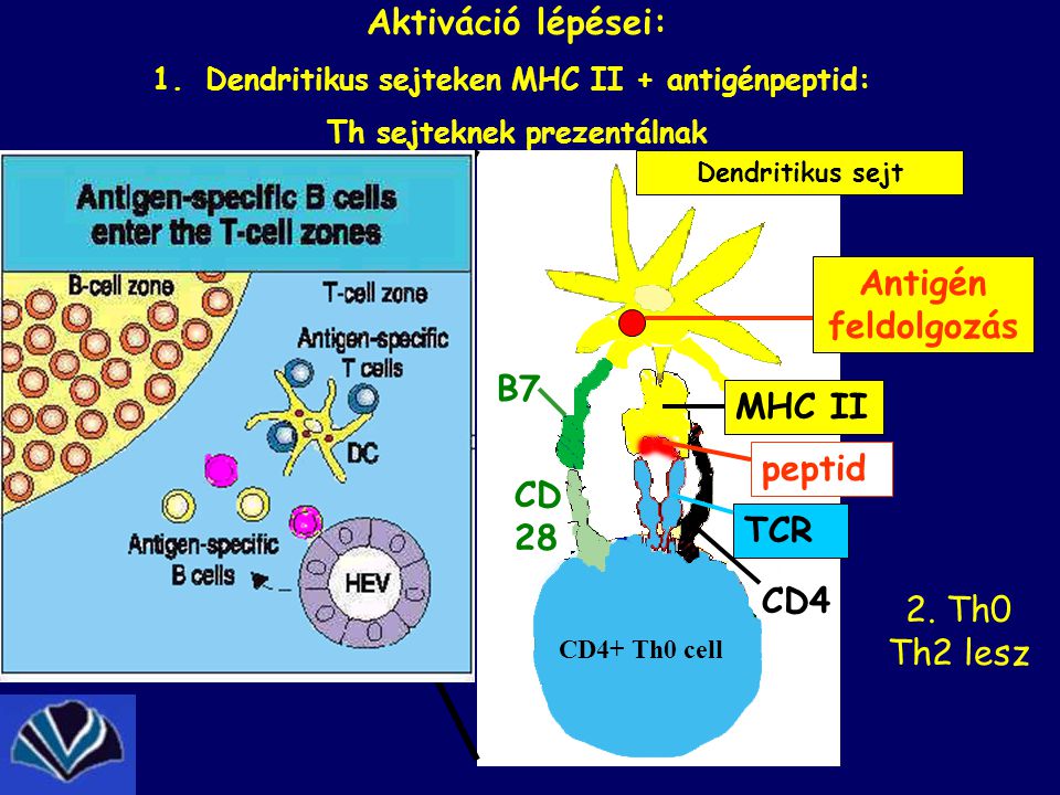 Antigén feldolgozás Dendritikus sejt MHC II peptid TCR CD4 CD4+ Th0 cell B7 CD 28 2.