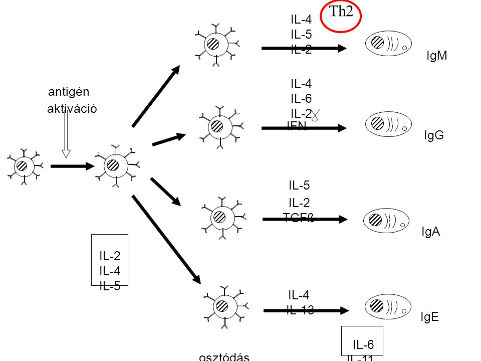 antigén IL-2 IL-4 IL-5 aktiváció osztódás IL-4 IL-5 IL-2 TGFß IL-4 IL-6 IL-2 IFN IL-4 IL-5 IL-2 IL-6 IL-11 IgM IgG IgA IgE IL-13 Th2