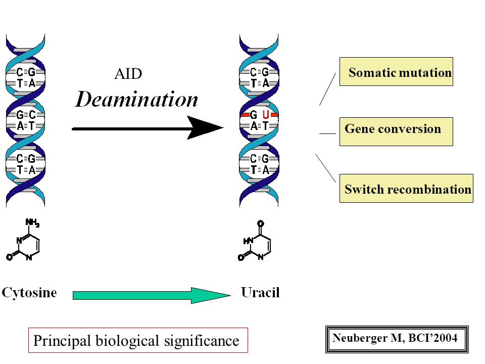Somatic mutation Gene conversion Switch recombination AID Neuberger M, BCI’2004 Principal biological significance