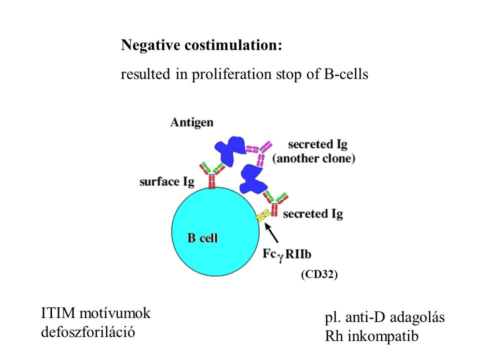 Negative costimulation: resulted in proliferation stop of B-cells ITIM motívumok defoszforiláció pl.