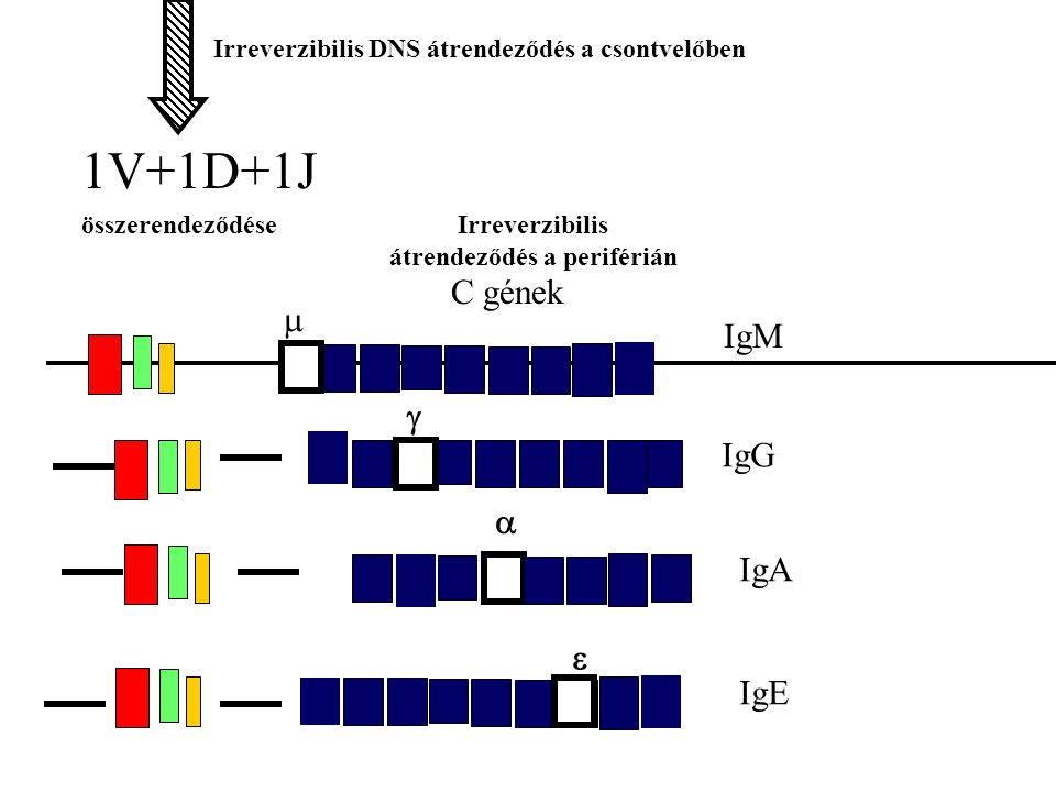 C gének 1V+1D+1J összerendeződése Irreverzibilis DNS átrendeződés a csontvelőben     IgG IgA IgE IgM Irreverzibilis átrendeződés a periférián