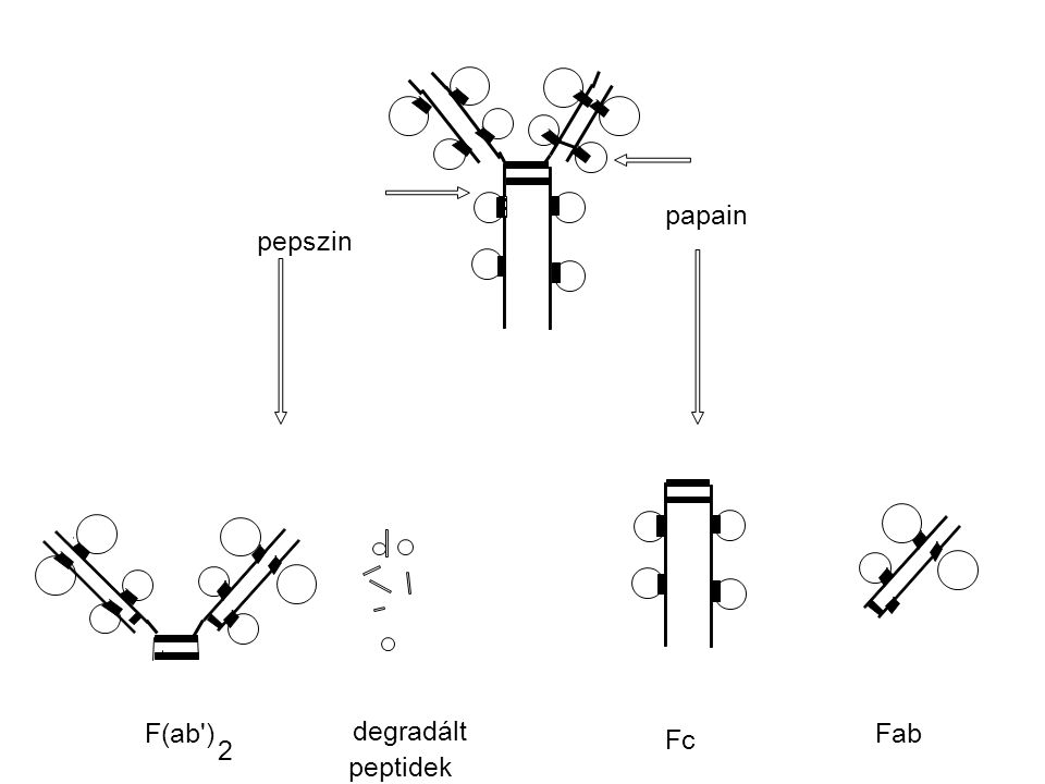 pepszin papain F(ab ) 2 degradált peptidek Fc Fab