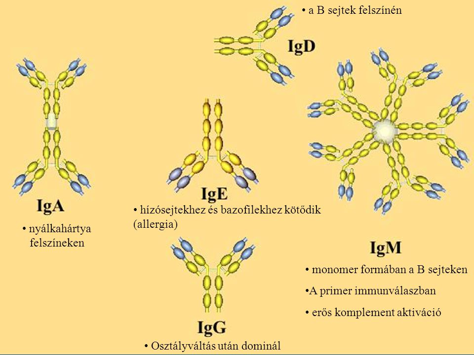 hízósejtekhez és bazofilekhez kötődik (allergia) nyálkahártya felszíneken Osztályváltás után dominál a B sejtek felszínén monomer formában a B sejteken A primer immunválaszban erős komplement aktiváció