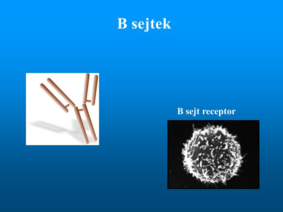 B sejt receptor B sejtek