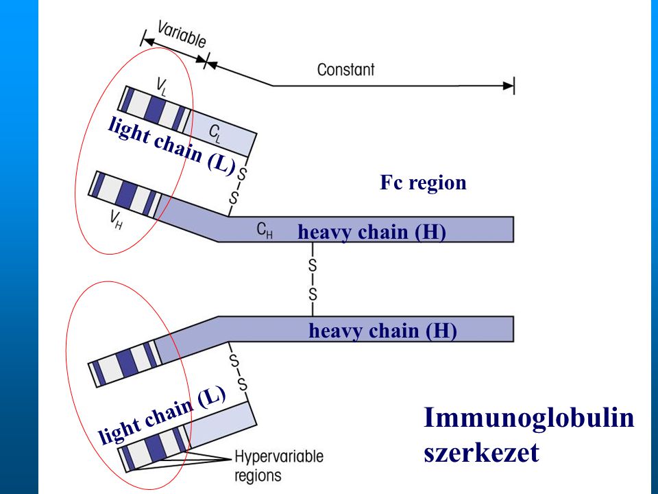 heavy chain (H) light chain (L) heavy chain (H) light chain (L) Immunoglobulin szerkezet Fc region