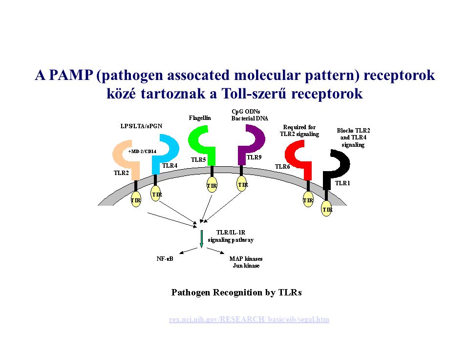 A PAMP (pathogen assocated molecular pattern) receptorok közé tartoznak a Toll-szerű receptorok rex.nci.nih.gov/RESEARCH/ basic/eib/segal.htm
