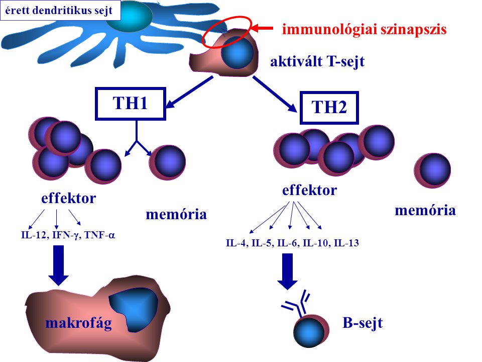 TH1 TH2 effektor memória IL-12, IFN- , TNF-  IL-4, IL-5, IL-6, IL-10, IL-13 B-sejt aktivált T-sejt érett dendritikus sejt makrofág immunológiai szinapszis
