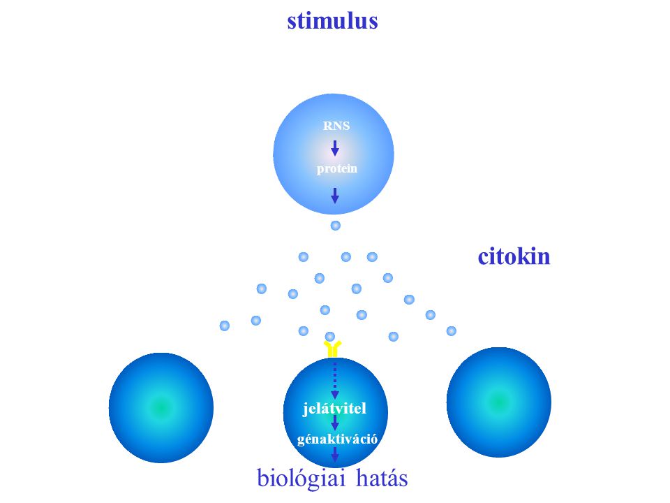stimulus RNS protein jelátvitel citokin génaktiváció biológiai hatás