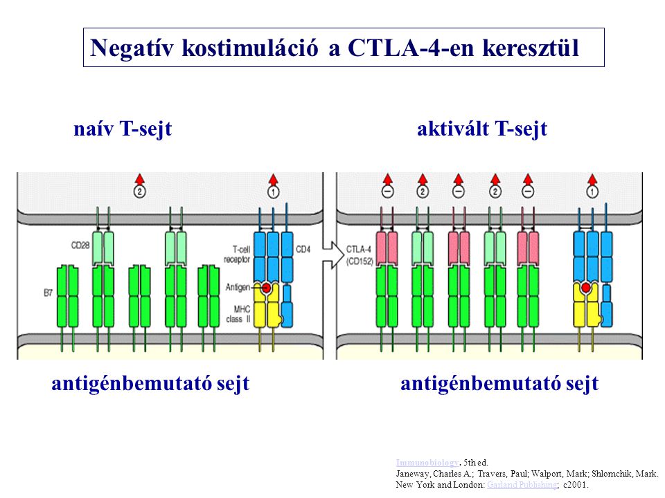 antigénbemutató sejt naív T-sejtaktivált T-sejt Negatív kostimuláció a CTLA-4-en keresztül ImmunobiologyImmunobiology.