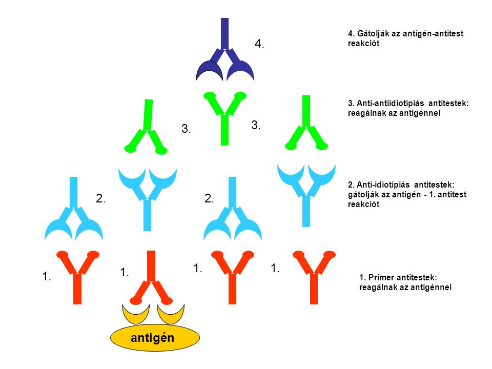 antigén Primer antitestek: reagálnak az antigénnel 2.