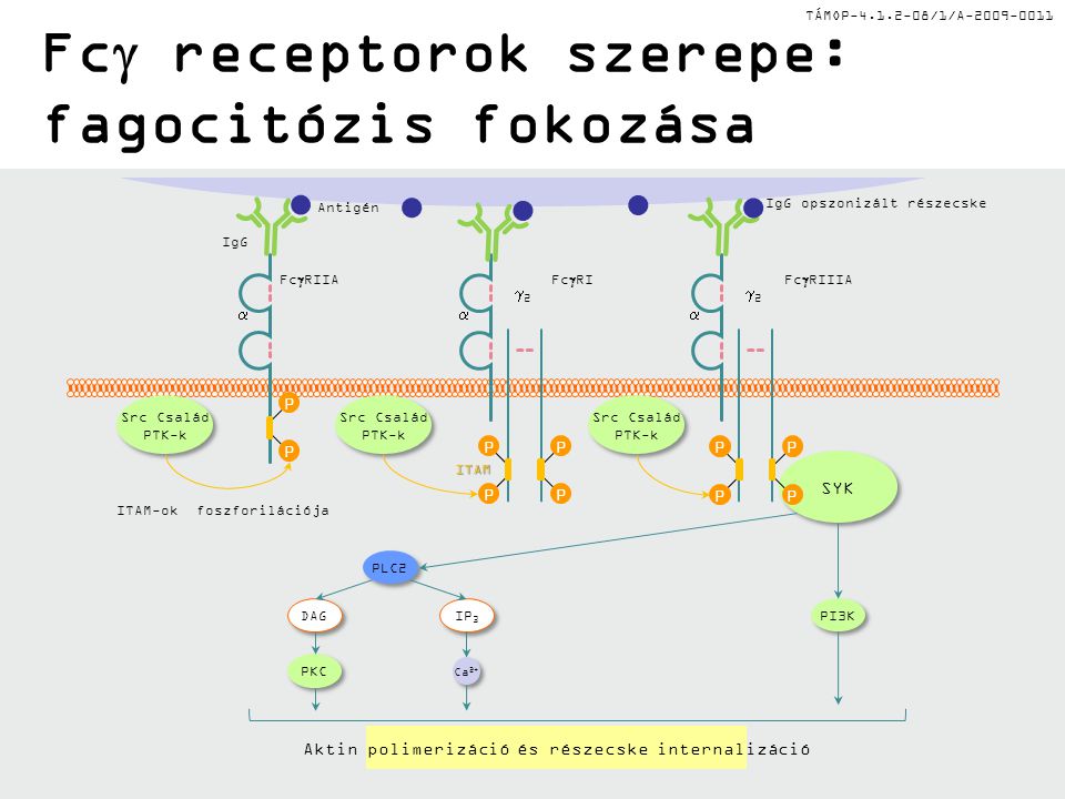 TÁMOP /1/A Fc  receptorok szerepe: fagocitózis fokozása SYK P P P P 22  Fc  RIIIA P P  Fc  RIIA P P P P 22  Fc  RI ITAM IgG Antigén IgG opszonizált részecske Src Család PTK-k Src Család PTK-k PLC2 DAG IP 3 PI3K Ca 2+ PKC Aktin polimerizáció és részecske internalizáció Src Család PTK-k Src Család PTK-k Src Család PTK-k Src Család PTK-k ITAM-ok foszforilációja