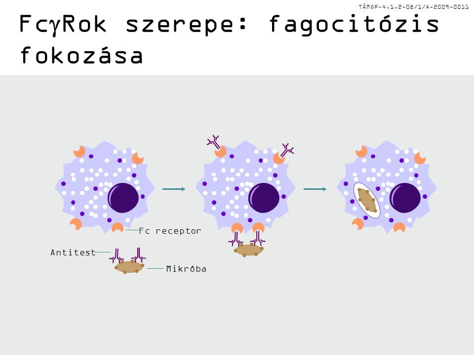 TÁMOP /1/A Fc  Rok szerepe: fagocitózis fokozása Antitest Mikróba Fc receptor