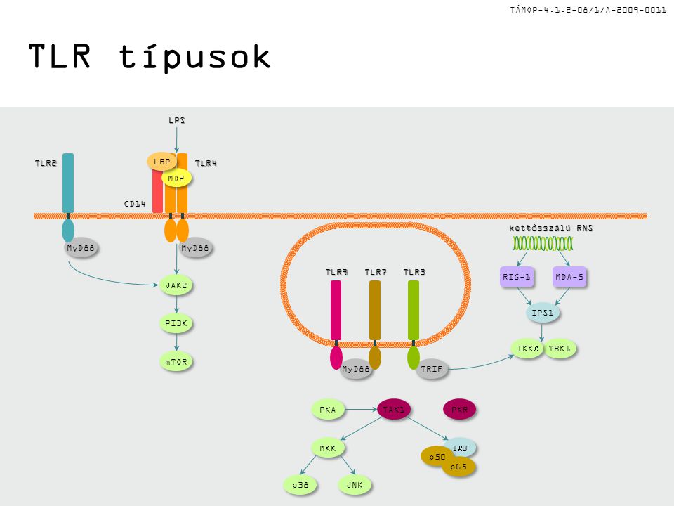 TÁMOP /1/A TLR típusok MyD88 TRIF TLR3TLR7 TLR2 PKA TAK1 PKR p38 JNK MKK lBlB lBlB p50 p65 MyD88 LPSTLR4 MD2 LBP kettősszálú RNS TBK1 IKK  MDA-5 RIG-1 IPS1 TLR9 JAK2 mTOR PI3K CD14