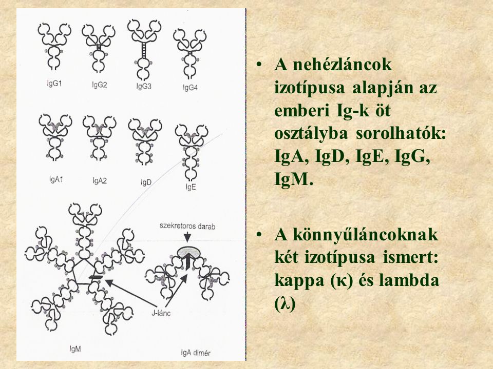 Az ellenanyag-molekulák általános szerkezete négy polipeptidláncból álló, heterodimer két könnyű (L) és két nehéz (H) polipeptid lánc a láncokat diszulfid-hidak kötik össze doménszerkezet
