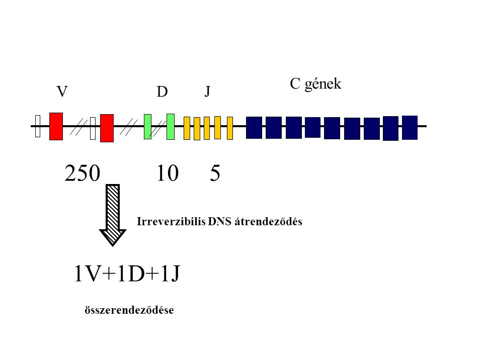 C gének V D J V+1D+1J összerendeződése Irreverzibilis DNS átrendeződés