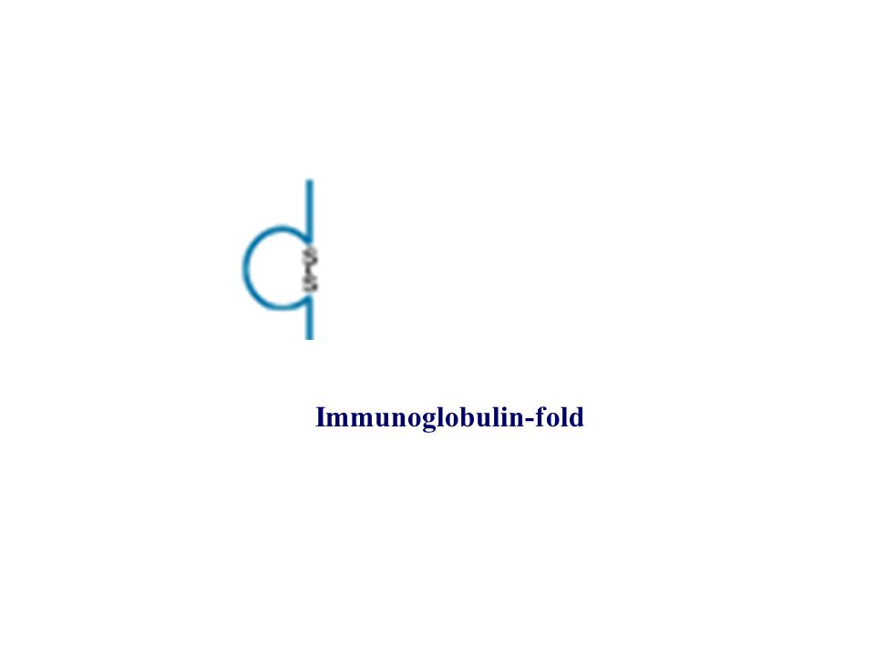 Immunoglobulin-fold