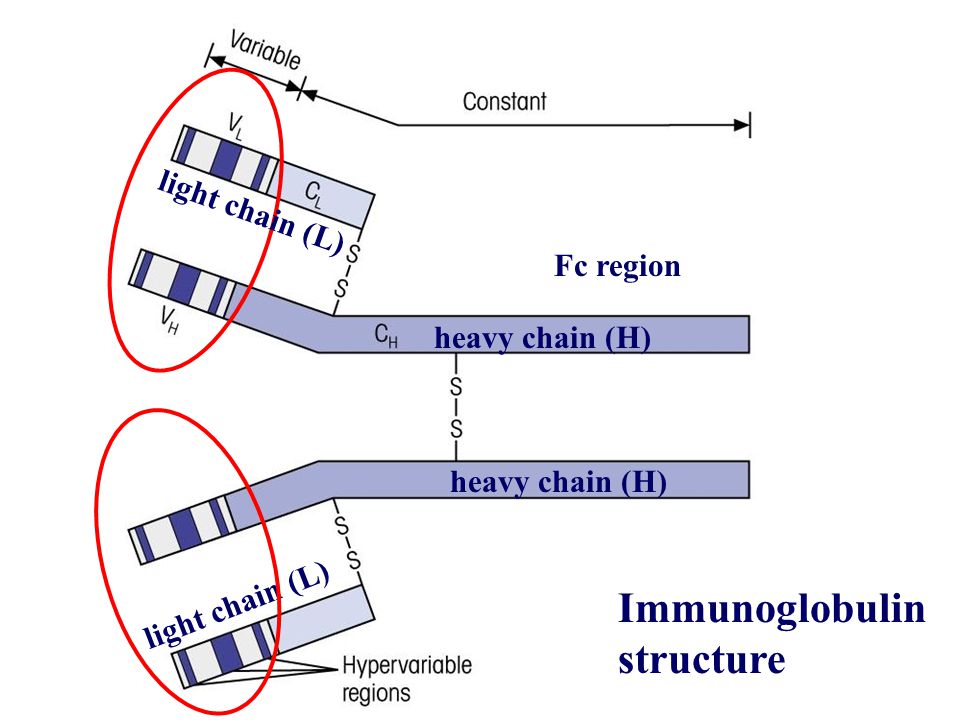 heavy chain (H) light chain (L) heavy chain (H) light chain (L) Immunoglobulin structure Fc region