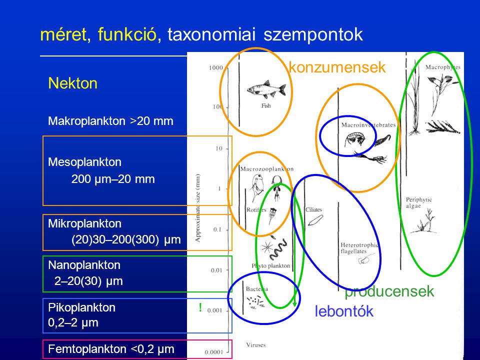 méret, funkció, taxonomiai szempontok Femtoplankton <0,2 µm Pikoplankton .
