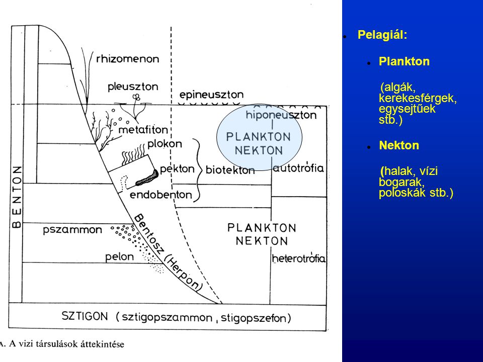 Pelagiál: Plankton (algák, kerekesférgek, egysejtűek stb.)‏ Nekton (halak, vízi bogarak, poloskák stb.)‏