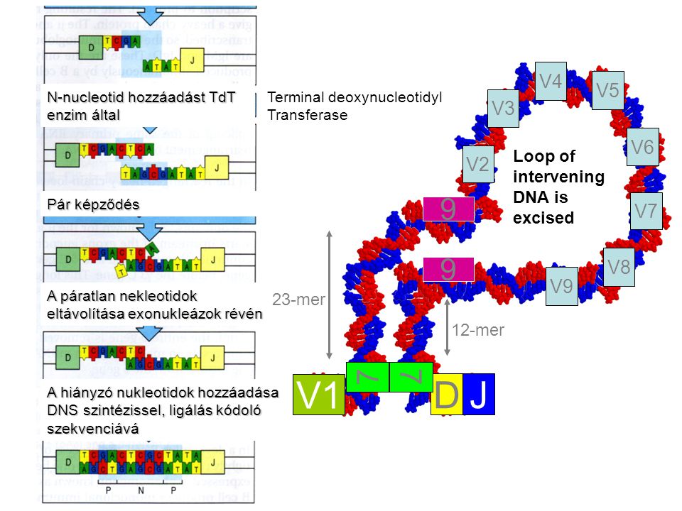 23-mer 12-mer Loop of intervening DNA is excised V1 DJ V2 V3 V4 V8 V7 V6 V5 V N-nucleotid hozzáadást TdT enzim által A páratlan nekleotidok eltávolítása exonukleázok révén A hiányzó nukleotidok hozzáadása DNS szintézissel, ligálás kódoló szekvenciává Pár képződés Terminal deoxynucleotidyl Transferase