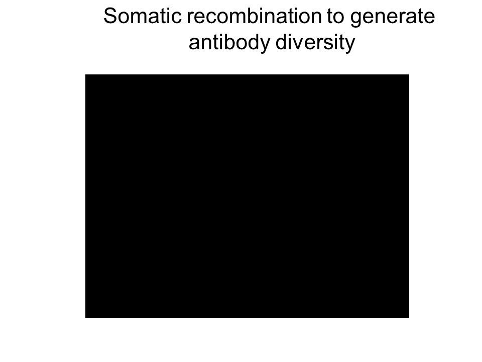 Somatic recombination to generate antibody diversity