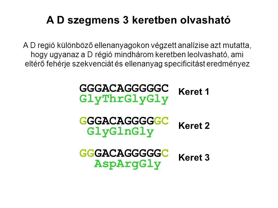A D szegmens 3 keretben olvasható GGGACAGGGGGC GlyThrGlyGly GGGACAGGGGGC GlyGlnGly GGGACAGGGGGC AspArgGly A D regió különböző ellenanyagokon végzett analízise azt mutatta, hogy ugyanaz a D régió mindhárom keretben leolvasható, ami eltérő fehérje szekvenciát és ellenanyag specificitást eredményez Keret 1 Keret 2 Keret 3