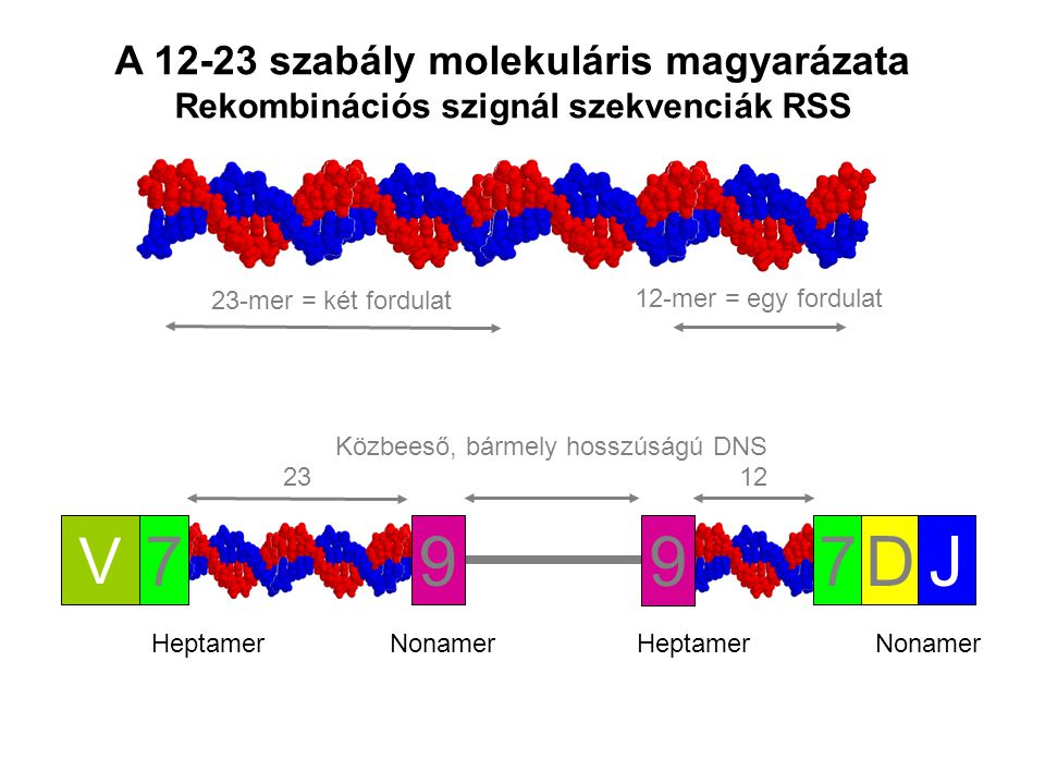 23-mer = két fordulat 12-mer = egy fordulat A szabály molekuláris magyarázata Rekombinációs szignál szekvenciák RSS Közbeeső, bármely hosszúságú DNS 23 V DJ7 9 HeptamerNonamerHeptamerNonamer