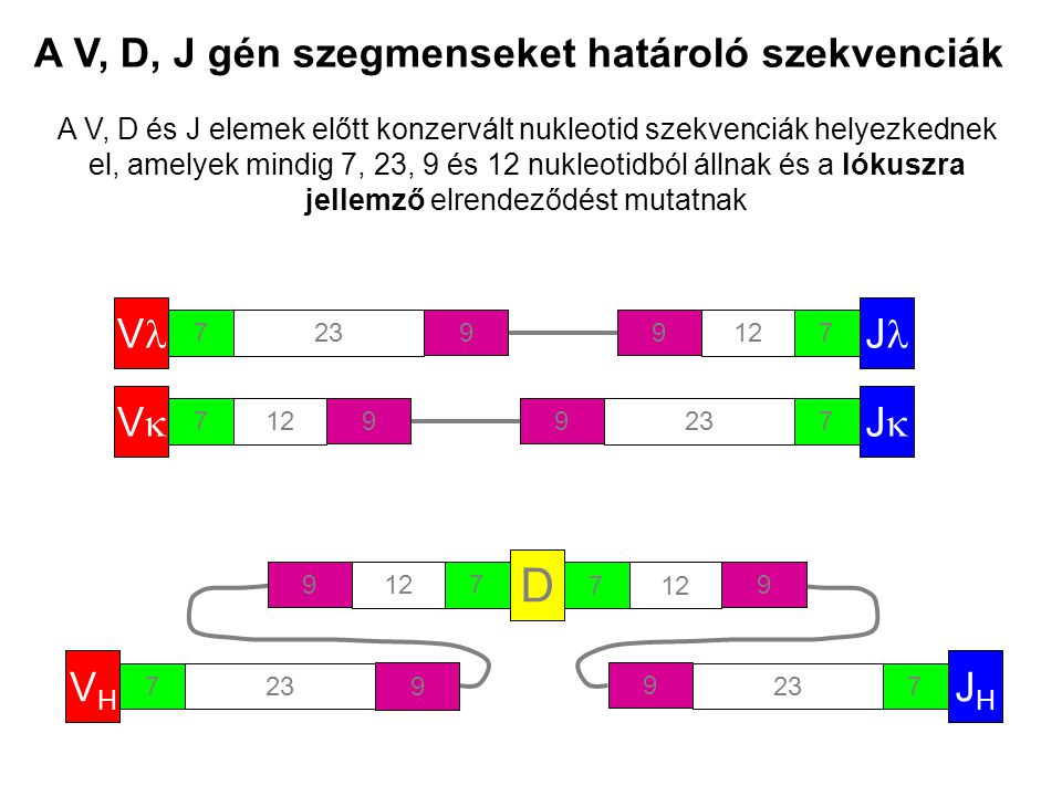 A V, D, J gén szegmenseket határoló szekvenciák V A V, D és J elemek előtt konzervált nukleotid szekvenciák helyezkednek el, amelyek mindig 7, 23, 9 és 12 nukleotidból állnak és a lókuszra jellemző elrendeződést mutatnak VV JJ J D VHVH JHJH 7 9