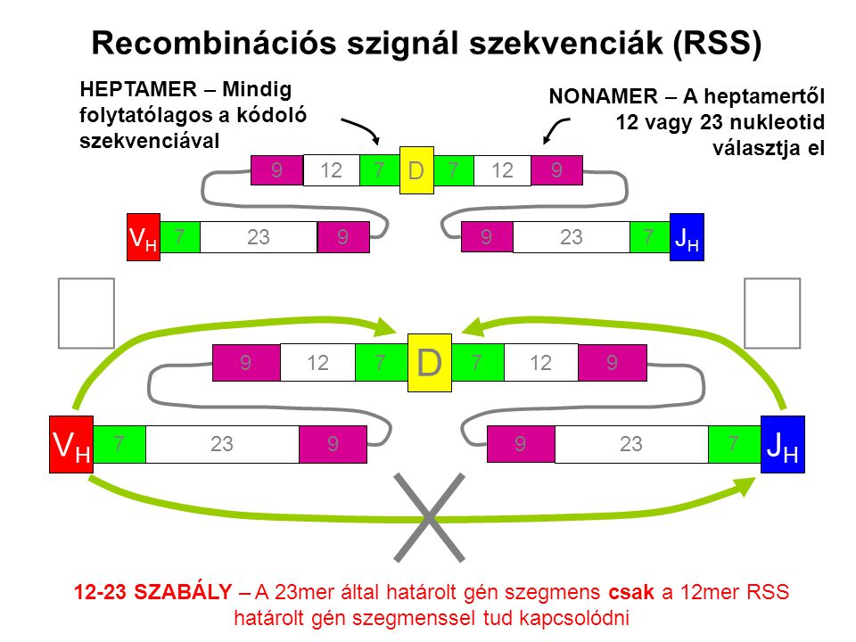 Recombinációs szignál szekvenciák (RSS) SZABÁLY – A 23mer által határolt gén szegmens csak a 12mer RSS határolt gén szegmenssel tud kapcsolódni VHVH D JHJH HEPTAMER – Mindig folytatólagos a kódoló szekvenciával NONAMER – A heptamertől 12 vagy 23 nukleotid választja el VHVH D JHJH 