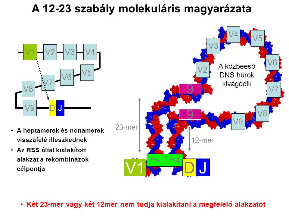 23-mer 12-mer A közbeeső DNS hurok kivágódik A heptamerek és nonamerek visszafelé illeszkednek Az RSS által kialakított alakzat a rekombinázok célpontja V1 V2 V3V4 V8 V7 V6 V5 V9 DJ V1 DJ V2 V3 V4 V8 V7 V6 V5 V9 Két 23-mer vagy két 12mer nem tudja kialakítani a megfelelő alakzatot A szabály molekuláris magyarázata