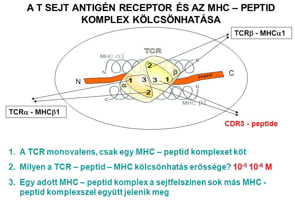 A T SEJT ANTIGÉN RECEPTOR ÉS AZ MHC – PEPTID KOMPLEX KÖLCSÖNHATÁSA 1.A TCR monovalens, csak egy MHC – peptid komplexet köt 2.Milyen a TCR – peptid – MHC kölcsönhatás erőssége.