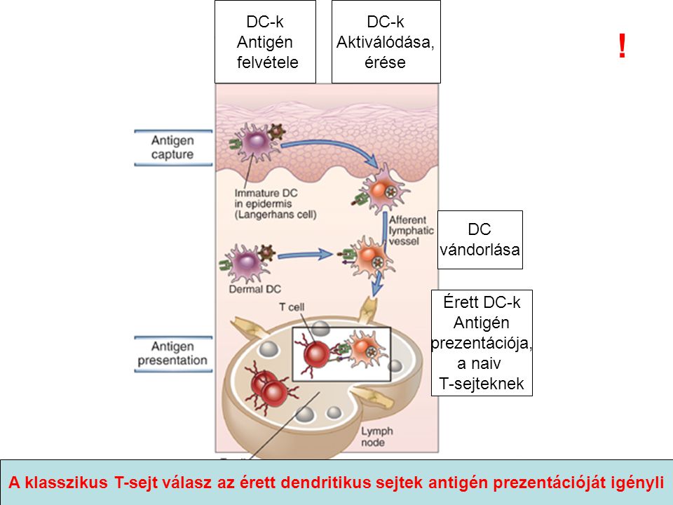 DC vándorlása DC-k Antigén felvétele DC-k Aktiválódása, érése Érett DC-k Antigén prezentációja, a naiv T-sejteknek A klasszikus T-sejt válasz az érett dendritikus sejtek antigén prezentációját igényli !
