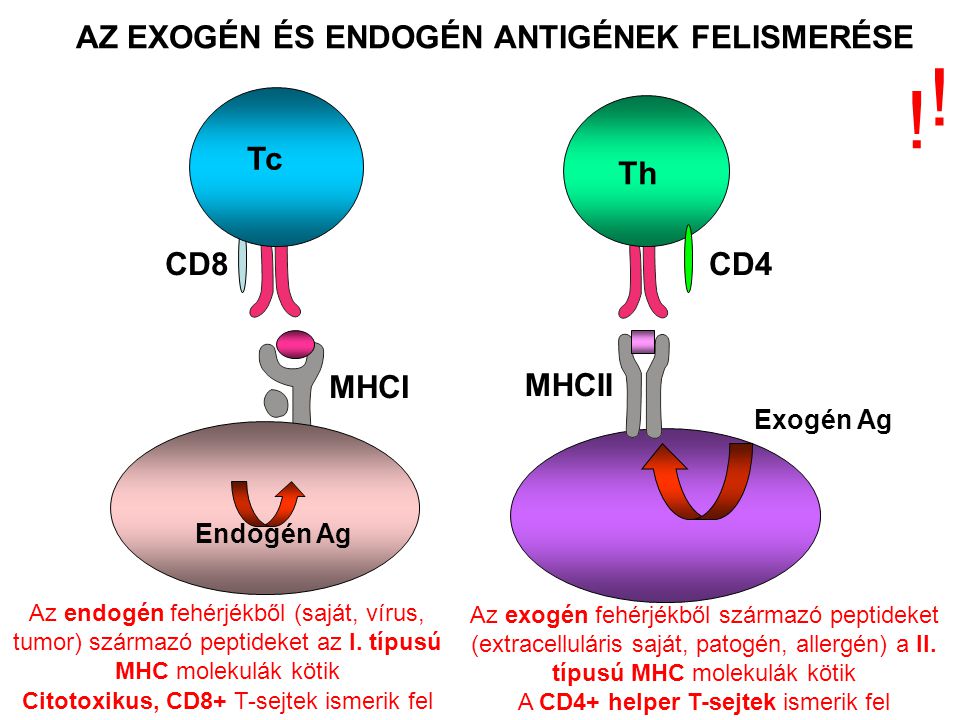 Endogén Ag AZ EXOGÉN ÉS ENDOGÉN ANTIGÉNEK FELISMERÉSE Exogén Ag Th Az exogén fehérjékből származó peptideket (extracelluláris saját, patogén, allergén) a II.