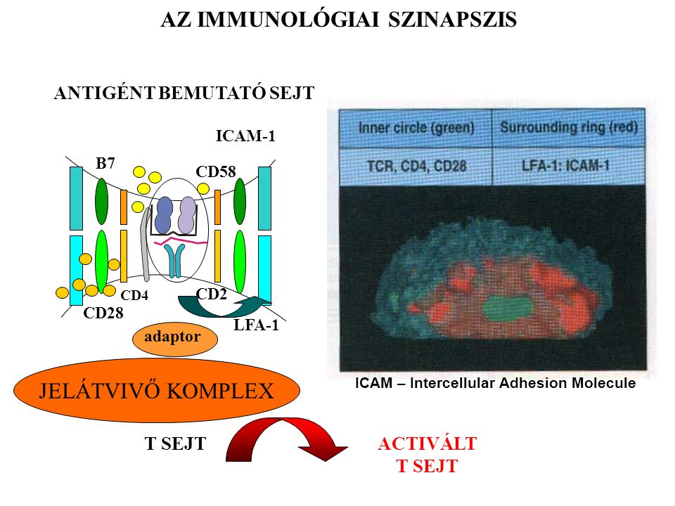 T SEJT ANTIGÉNT BEMUTATÓ SEJT CD58 CD2 ICAM-1 LFA-1 B7 CD28 CD4 JELÁTVIVŐ KOMPLEX adaptor ACTIVÁLT T SEJT ICAM – Intercellular Adhesion Molecule