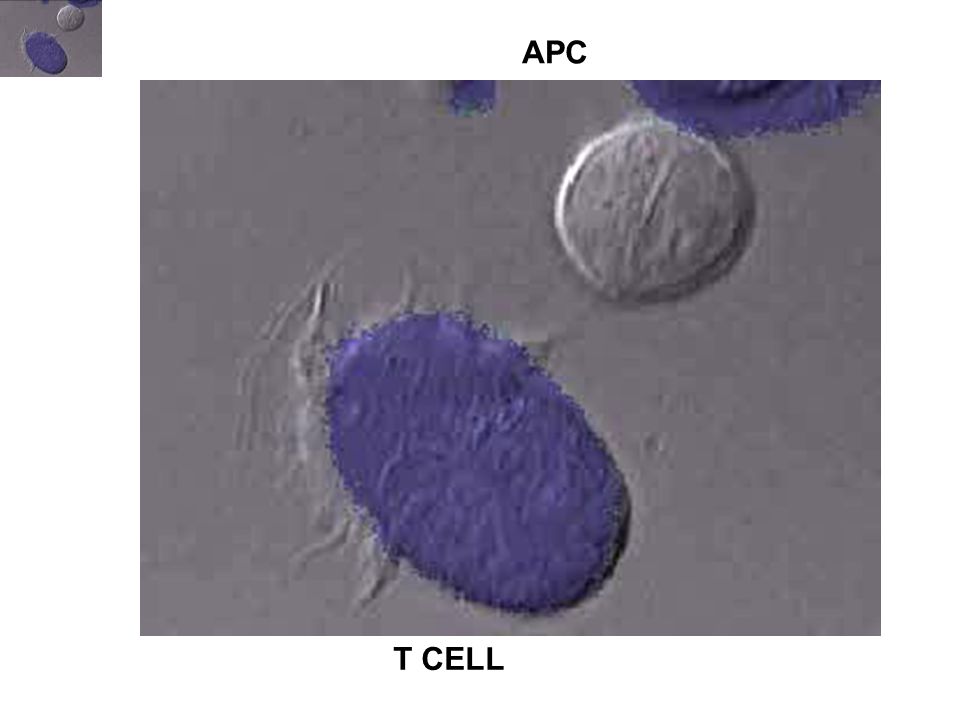 T CELL APC