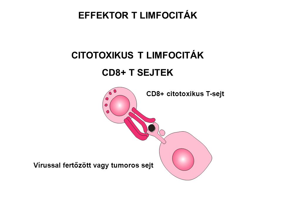 EFFEKTOR T LIMFOCITÁK CITOTOXIKUS T LIMFOCITÁK CD8+ T SEJTEK CD8+ citotoxikus T-sejt Vírussal fertőzött vagy tumoros sejt