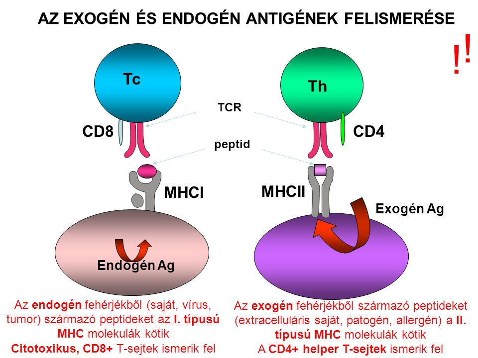 Endogén Ag AZ EXOGÉN ÉS ENDOGÉN ANTIGÉNEK FELISMERÉSE Exogén Ag Th Az exogén fehérjékből származó peptideket (extracelluláris saját, patogén, allergén) a II.