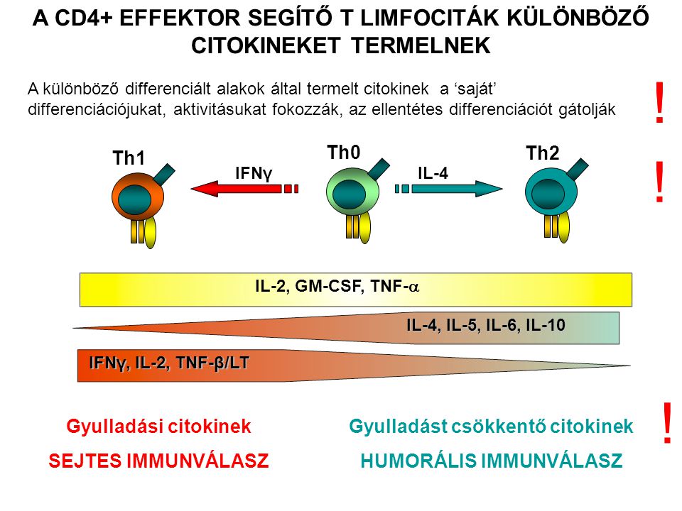 A CD4+ EFFEKTOR SEGÍTŐ T LIMFOCITÁK KÜLÖNBÖZŐ CITOKINEKET TERMELNEK Gyulladási citokinek SEJTES IMMUNVÁLASZ Gyulladást csökkentő citokinek HUMORÁLIS IMMUNVÁLASZ IFNγ, IL-2, TNF-β/LT Th1 IL-2, GM-CSF, TNF-  Th0 IL-4, IL-5, IL-6, IL-10 Th2 IL-4IFNγ .