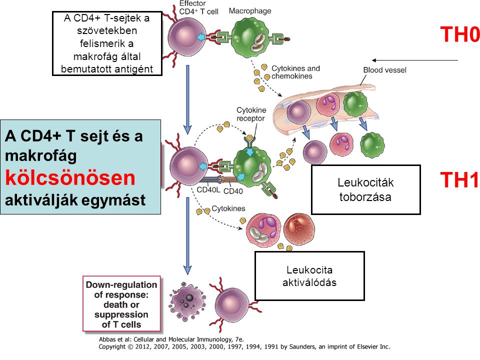 A CD4+ T sejt és a makrofág kölcsönösen aktiválják egymást Leukociták toborzása A CD4+ T-sejtek a szövetekben felismerik a makrofág által bemutatott antigént Leukocita aktiválódás TH0 TH1
