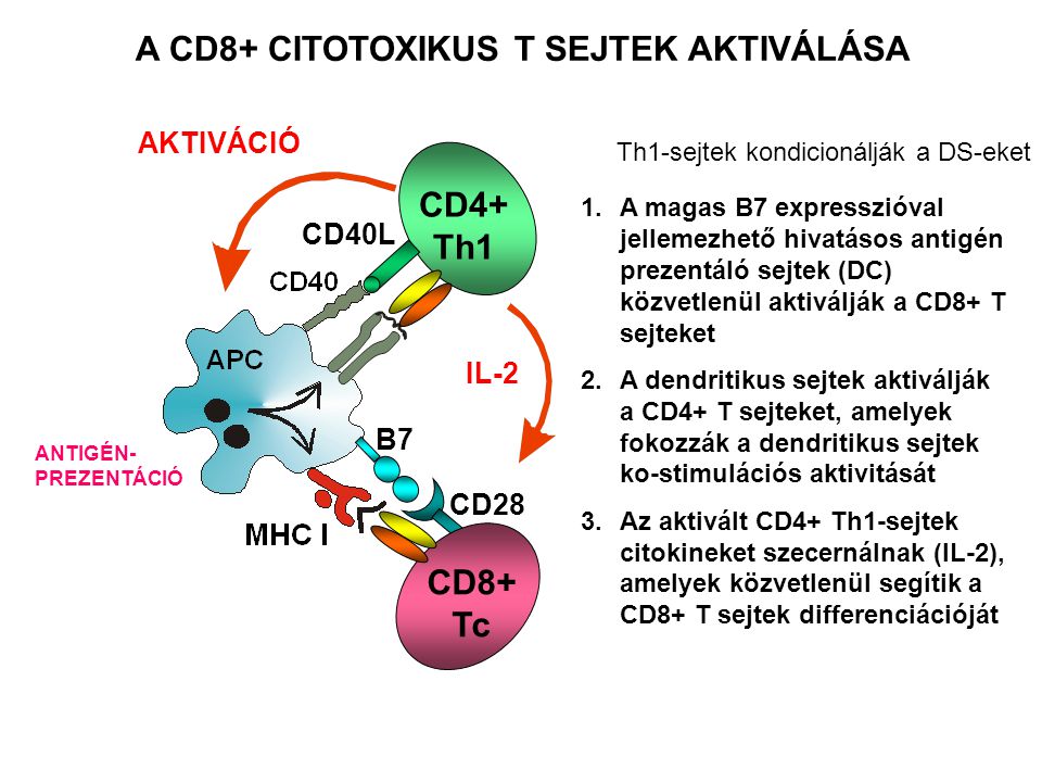 CD28 CD8+ Tc B7 CD4+ Th1 CD40L AKTIVÁCIÓ IL-2 A CD8+ CITOTOXIKUS T SEJTEK AKTIVÁLÁSA 1.A magas B7 expresszióval jellemezhető hivatásos antigén prezentáló sejtek (DC) közvetlenül aktiválják a CD8+ T sejteket 2.A dendritikus sejtek aktiválják a CD4+ T sejteket, amelyek fokozzák a dendritikus sejtek ko-stimulációs aktivitását 3.Az aktivált CD4+ Th1-sejtek citokineket szecernálnak (IL-2), amelyek közvetlenül segítik a CD8+ T sejtek differenciációját Th1-sejtek kondicionálják a DS-eket ANTIGÉN- PREZENTÁCIÓ