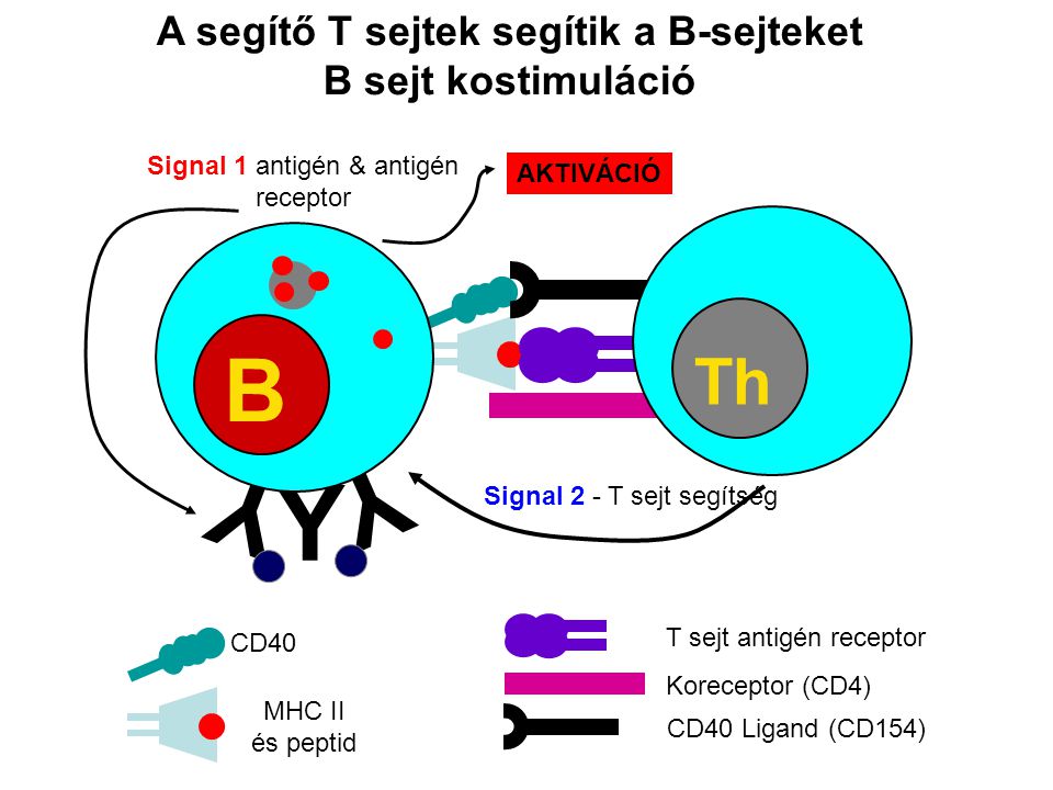 A segítő T sejtek segítik a B-sejteket B sejt kostimuláció Y Y Y B T sejt antigén receptor Koreceptor (CD4) CD40 Ligand (CD154) Th Signal 2 - T sejt segítség CD40 MHC II és peptid Signal 1 antigén & antigén receptor AKTIVÁCIÓ