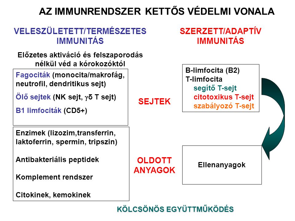 AZ IMMUNRENDSZER KETTŐS VÉDELMI VONALA VELESZÜLETETT/TERMÉSZETES IMMUNITÁS Előzetes aktiváció és felszaporodás nélkül véd a kórokozóktól Fagociták (monocita/makrofág, neutrofil, dendritikus sejt) Ölő sejtek (NK sejt,  δ T sejt) B1 limfociták (CD5+) Enzimek (lizozim,transferrin, laktoferrin, spermin, tripszin) Antibakteriális peptidek Komplement rendszer Citokinek, kemokinek SEJTEK OLDOTT ANYAGOK SZERZETT/ADAPTÍV IMMUNITÁS B-limfocita (B2) T-limfocita segítő T-sejt citotoxikus T-sejt szabályozó T-sejt Ellenanyagok KÖLCSÖNÖS EGYÜTTMŰKÖDÉS