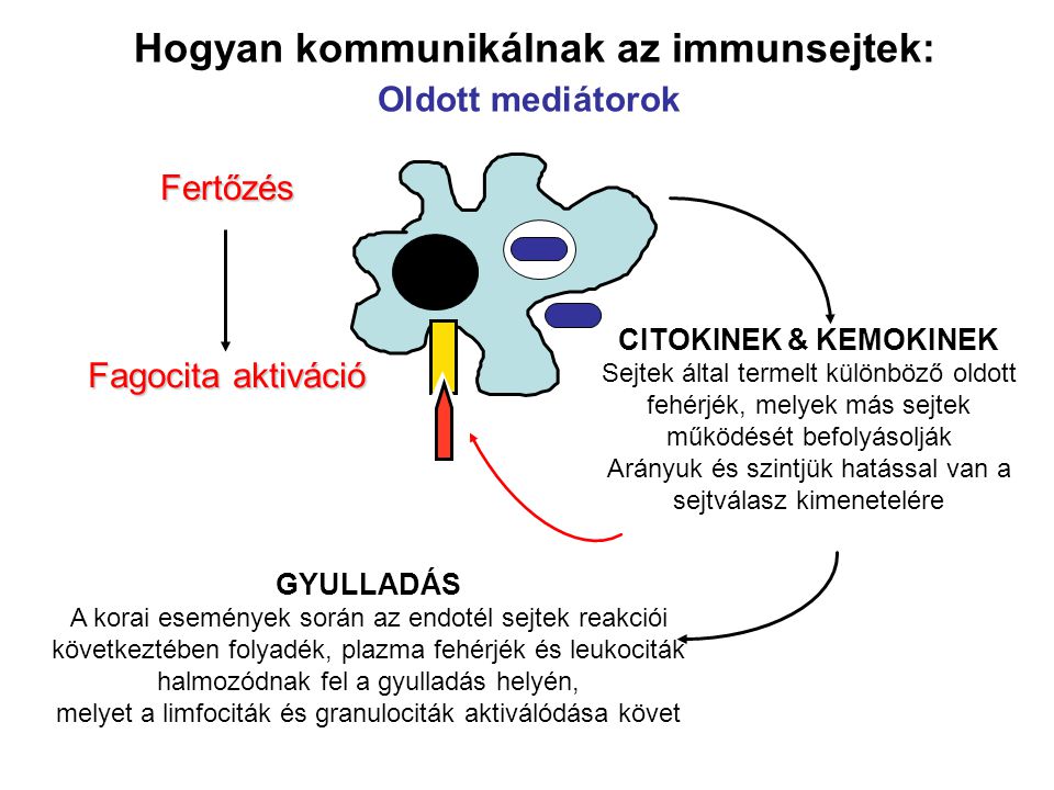 Fertőzés Fagocita aktiváció Hogyan kommunikálnak az immunsejtek: Oldott mediátorok CITOKINEK & KEMOKINEK Sejtek által termelt különböző oldott fehérjék, melyek más sejtek működését befolyásolják Arányuk és szintjük hatással van a sejtválasz kimenetelére GYULLADÁS A korai események során az endotél sejtek reakciói következtében folyadék, plazma fehérjék és leukociták halmozódnak fel a gyulladás helyén, melyet a limfociták és granulociták aktiválódása követ