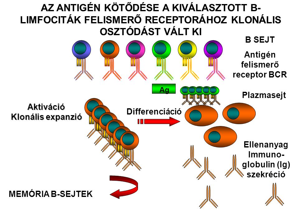 Aktiváció Klonális expanzió Differenciáció Plazmasejt Ellenanyag Immuno- globulin (Ig) szekréció MEMÓRIA B-SEJTEK AZ ANTIGÉN KÖTŐDÉSE A KIVÁLASZTOTT B- LIMFOCITÁK FELISMERŐ RECEPTORÁHOZ KLONÁLIS OSZTÓDÁST VÁLT KI B SEJT Antigén felismerő receptor BCR Ag